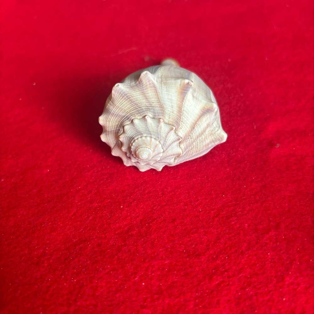 Assorted Seashell Collection - Picture 11 of 16